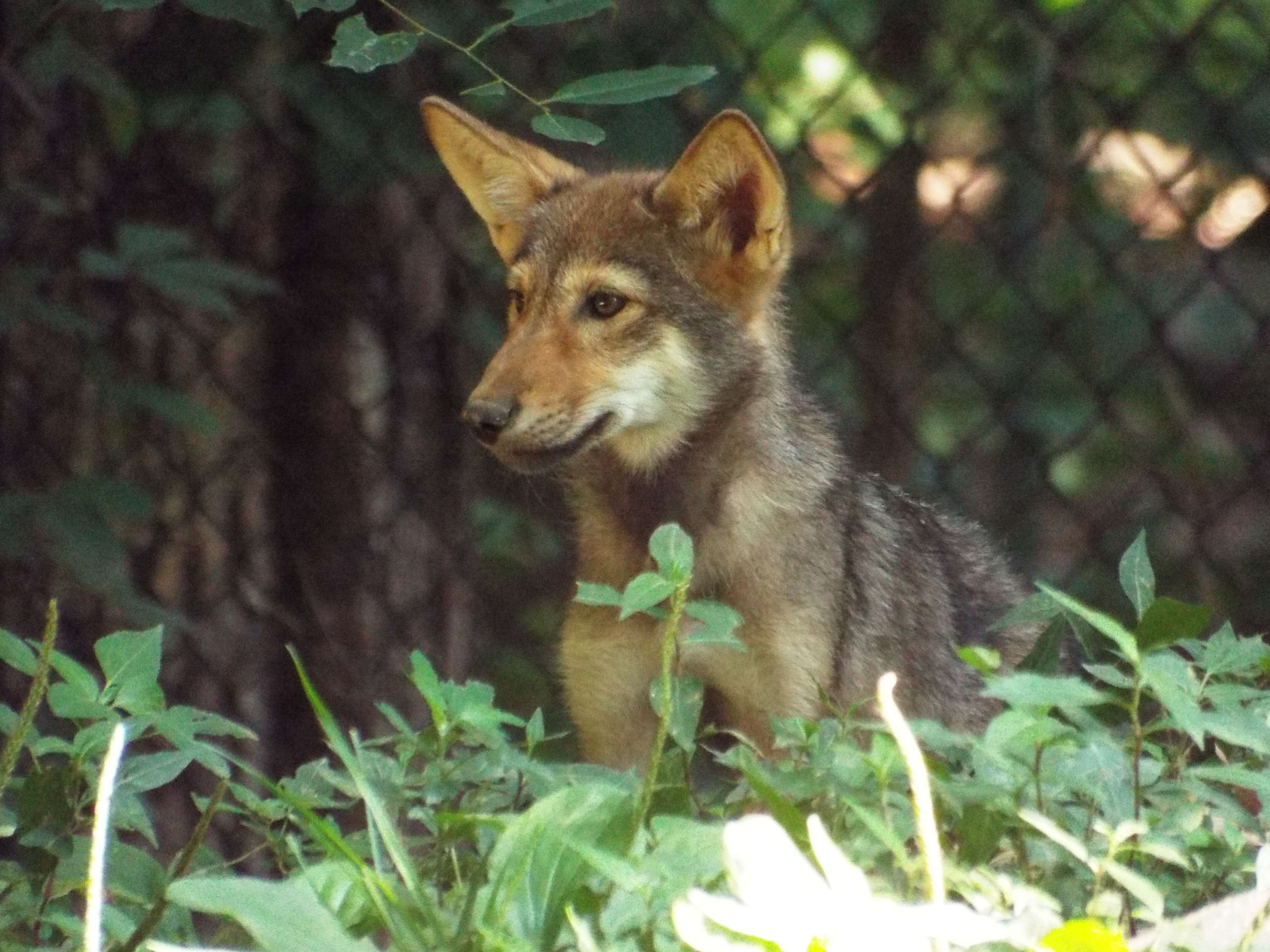 Image of Red wolf