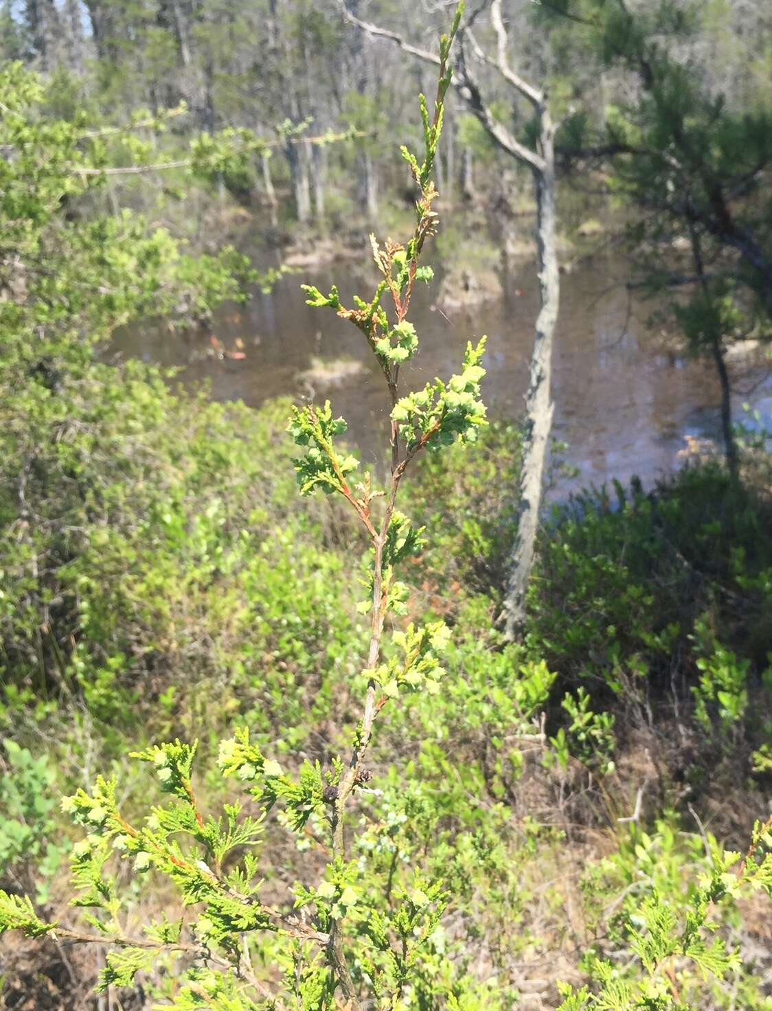 Image of Atlantic White Cedar