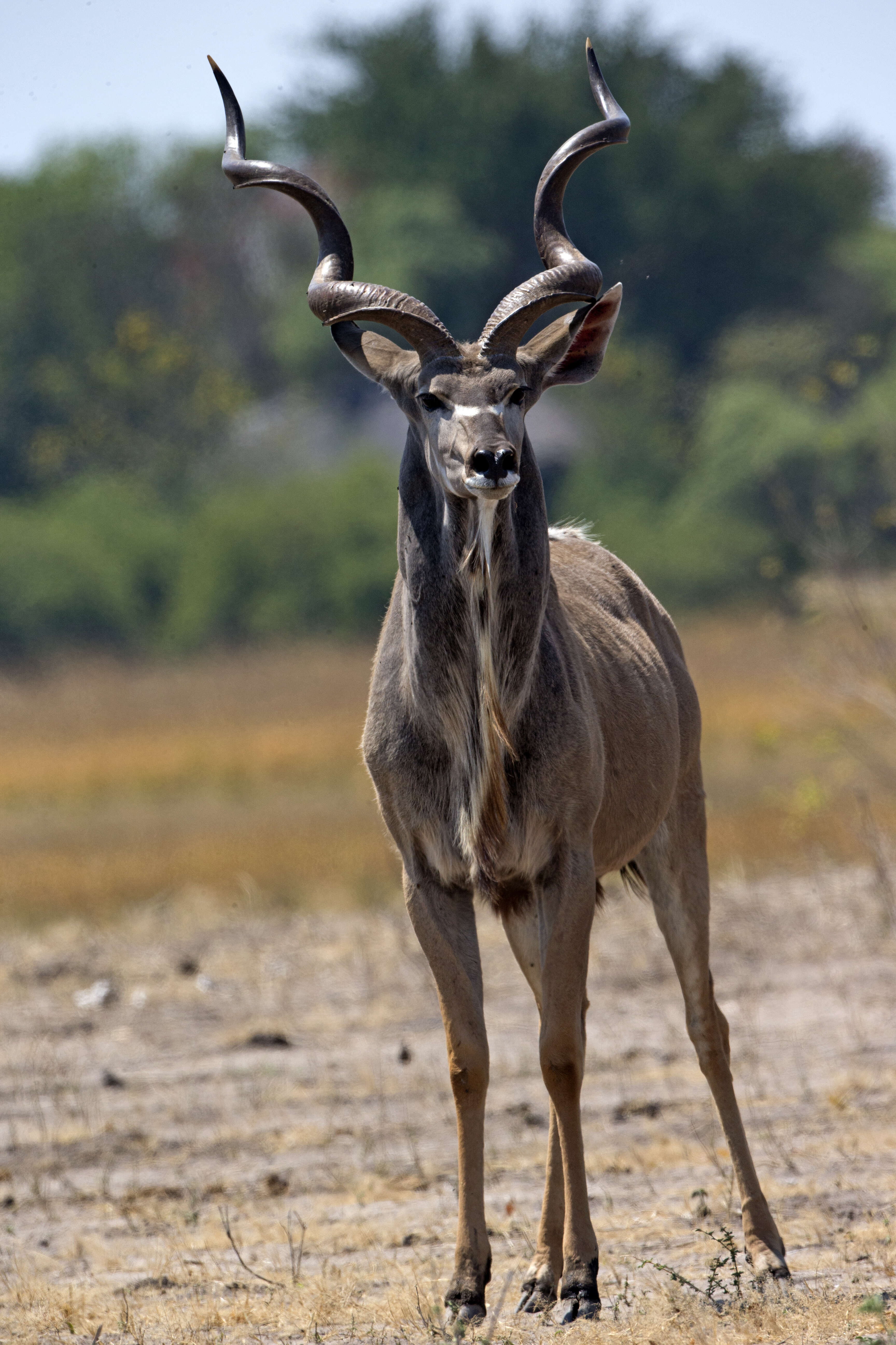 Image of Strepsicerotini