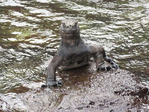 Image of marine iguana