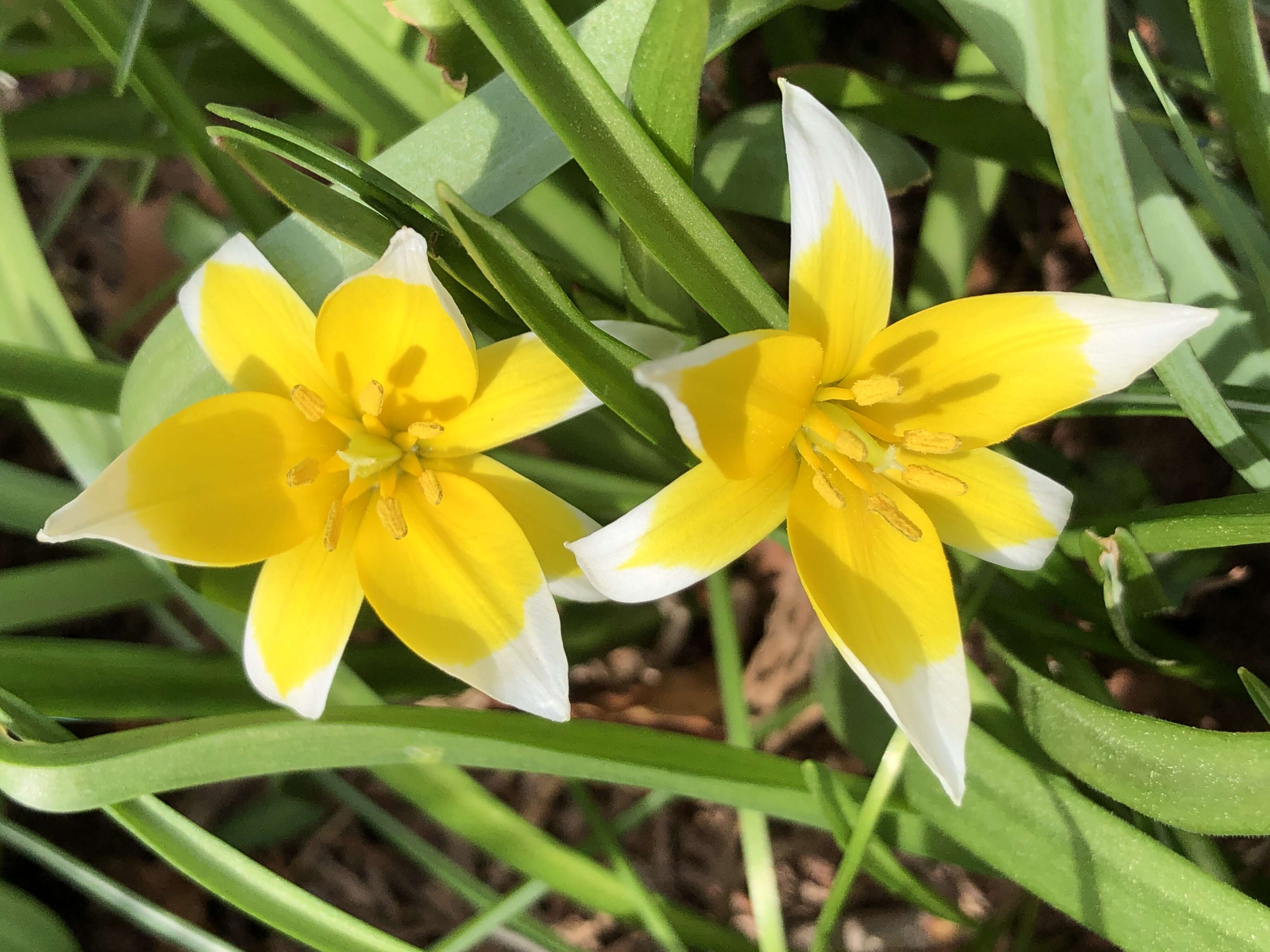 Image of Tulipa linifolia Regel