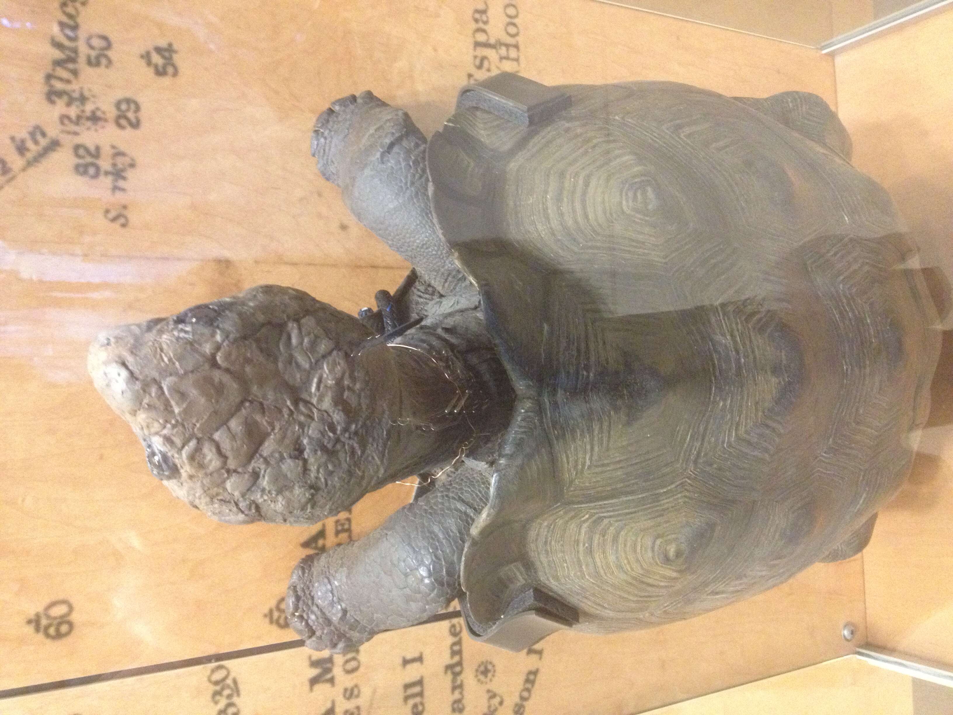 Image of Espanola giant tortoise
