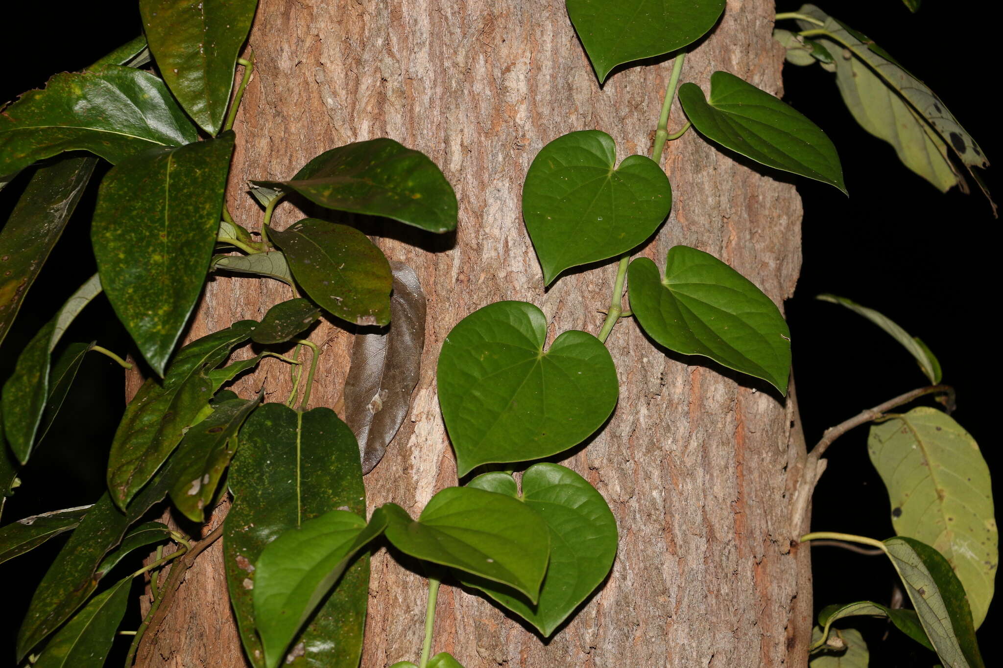 Image of Australian pepper