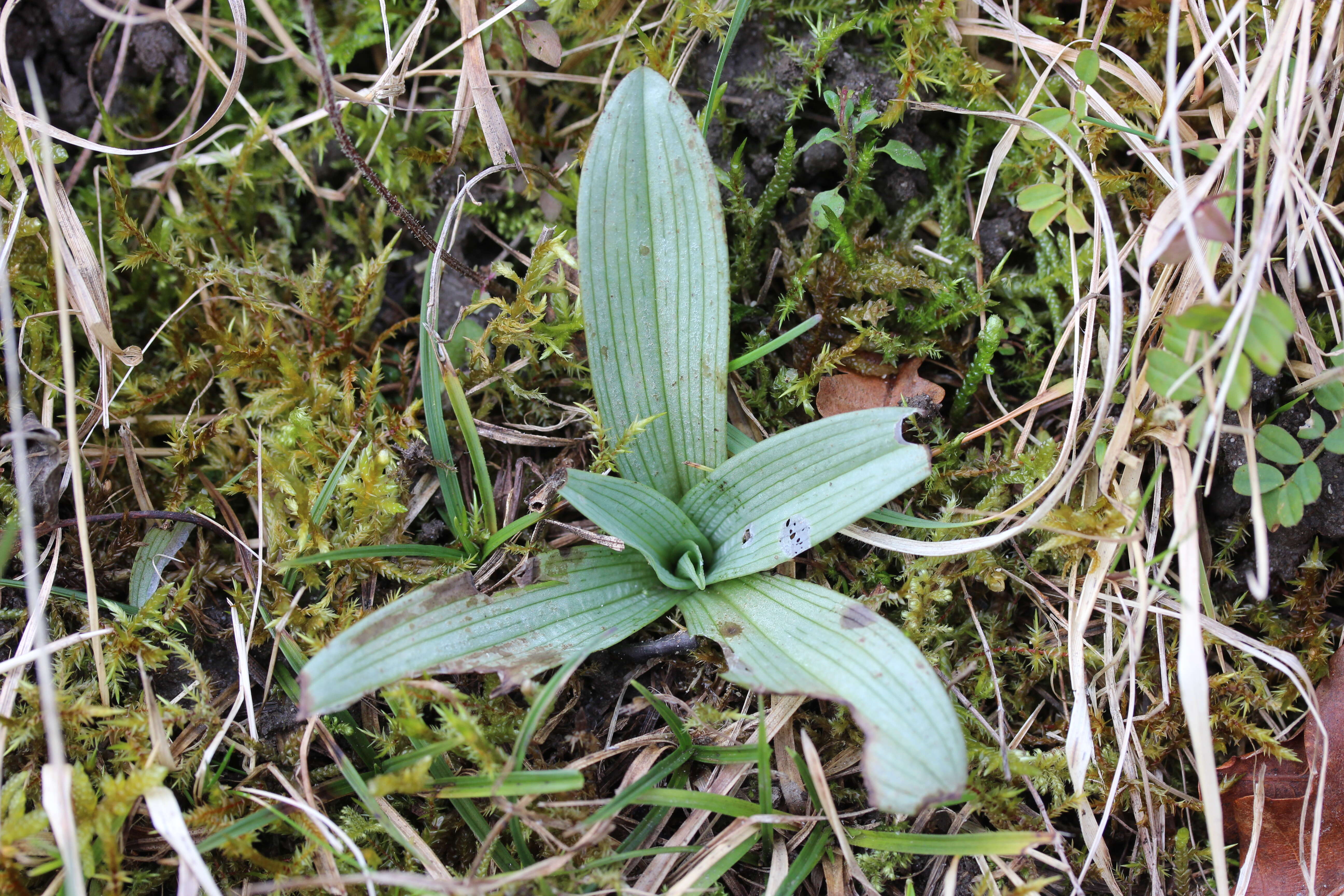 Image of Ophrys holosericea