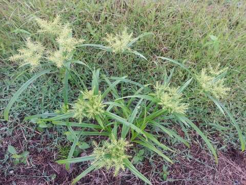 Image of Rush-like flatsedge