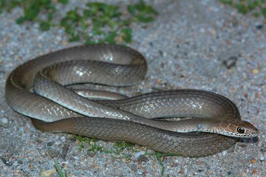 Imagem de Psammophis mossambicus Peters 1882