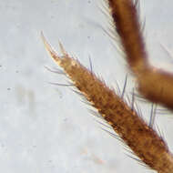 Image of Springtail