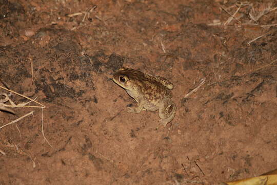 Image of Asian black-spined toad