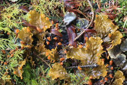 Image of membraneous felt lichen