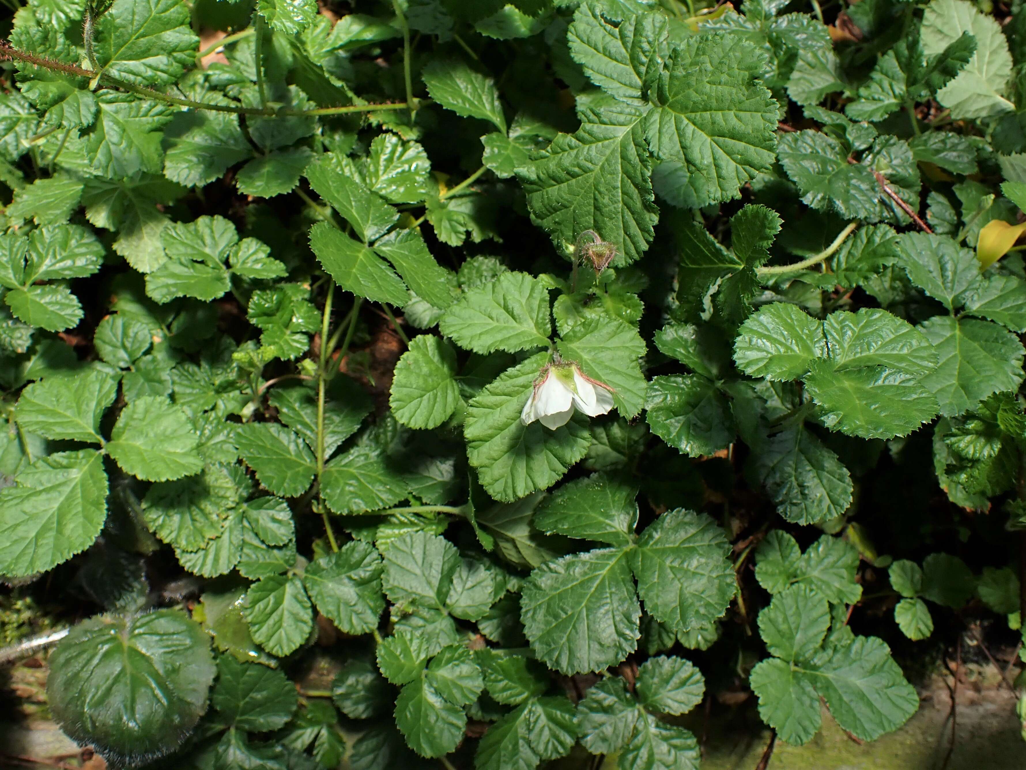 Image of Rubus nepalensis (Hook. fil.) Kuntze