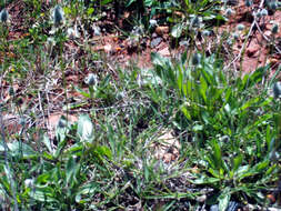 Image of Hare's-foot Plantain