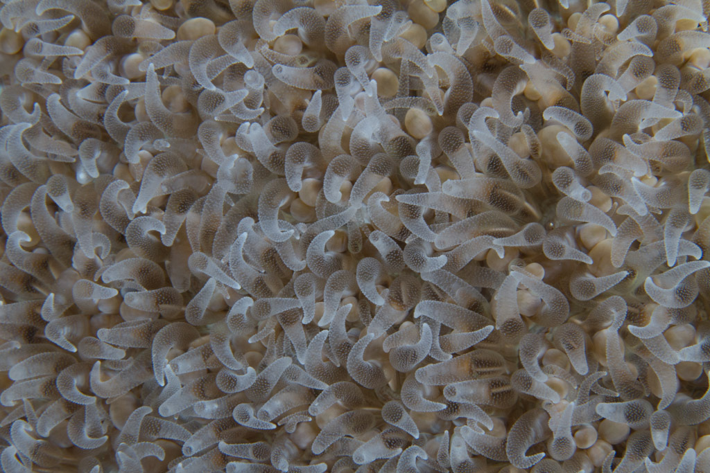 Image of Pearl Bubble Coral