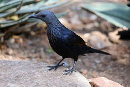 Image of Red-winged Starling