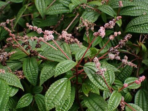 Image of Pilea crassifolia (Willd.) Bl.