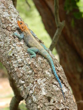 Image of Kenya Rock Agama