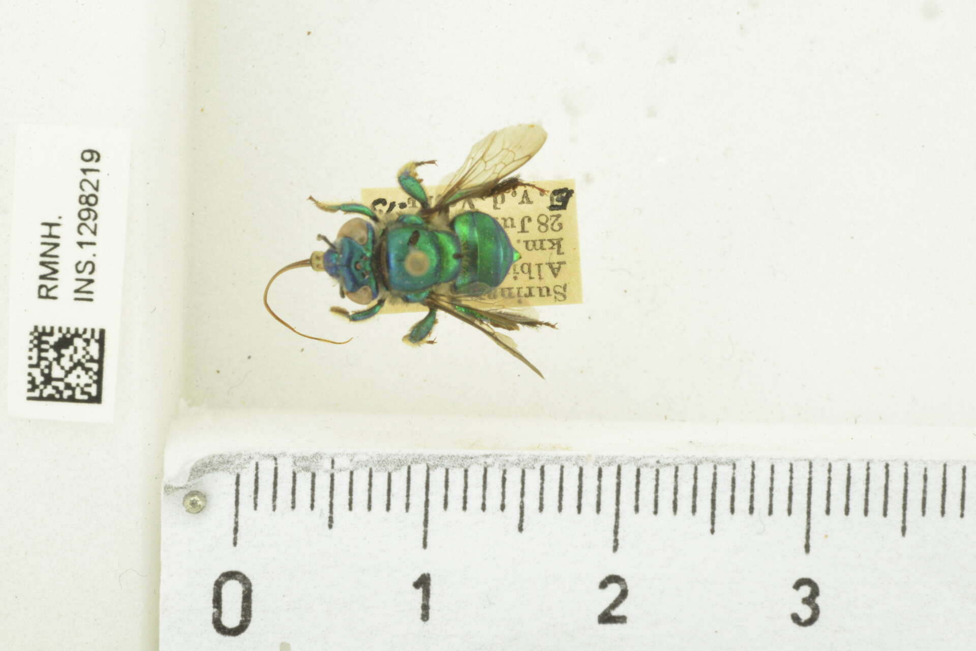 Image of Euglossa cordata (Linnaeus 1758)