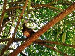 Image of Guianan Squirrel