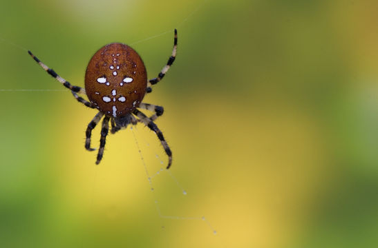 Image of <i>Araneus quadratus</i> Clerck 1757