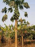 Image of papaya