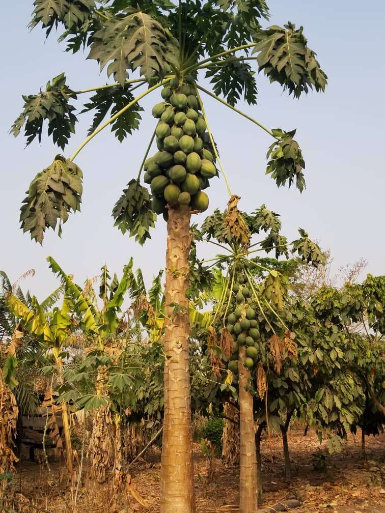 Image of papaya