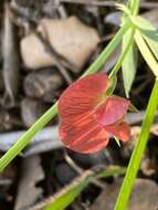 Image of red pea