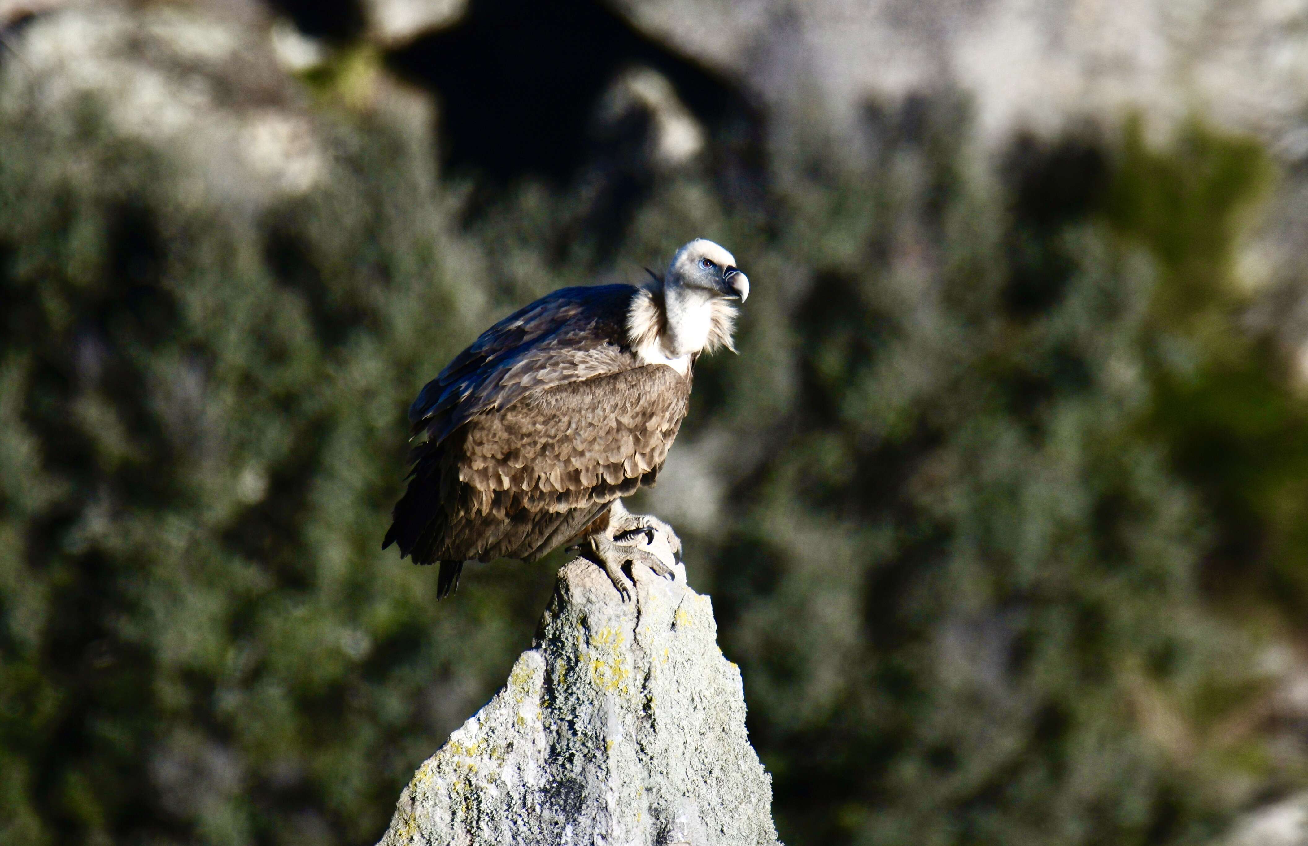 Image of Eurasian Griffon Vulture