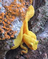 Image of Eyelash Viper