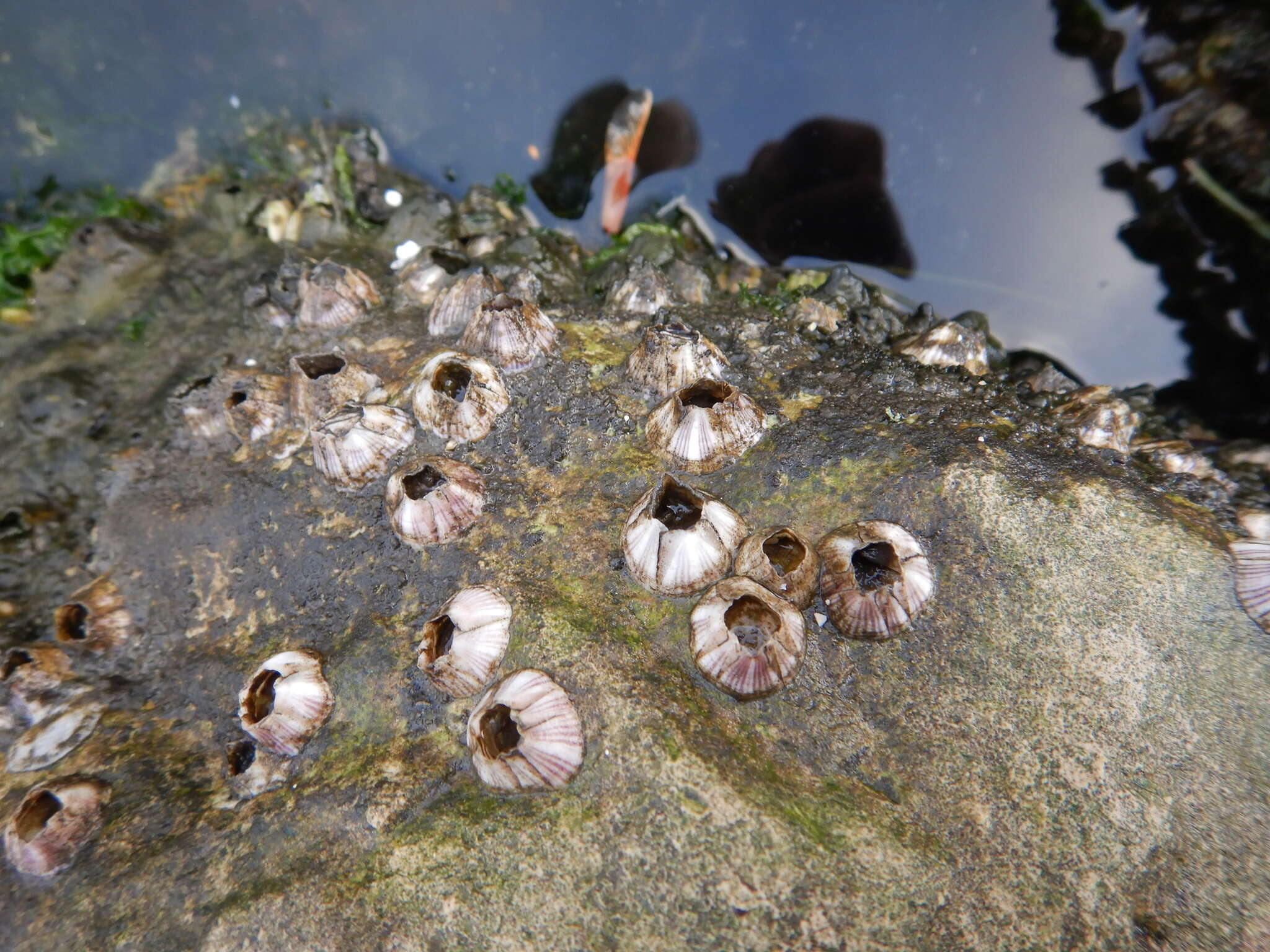 Image of Striped barnacle