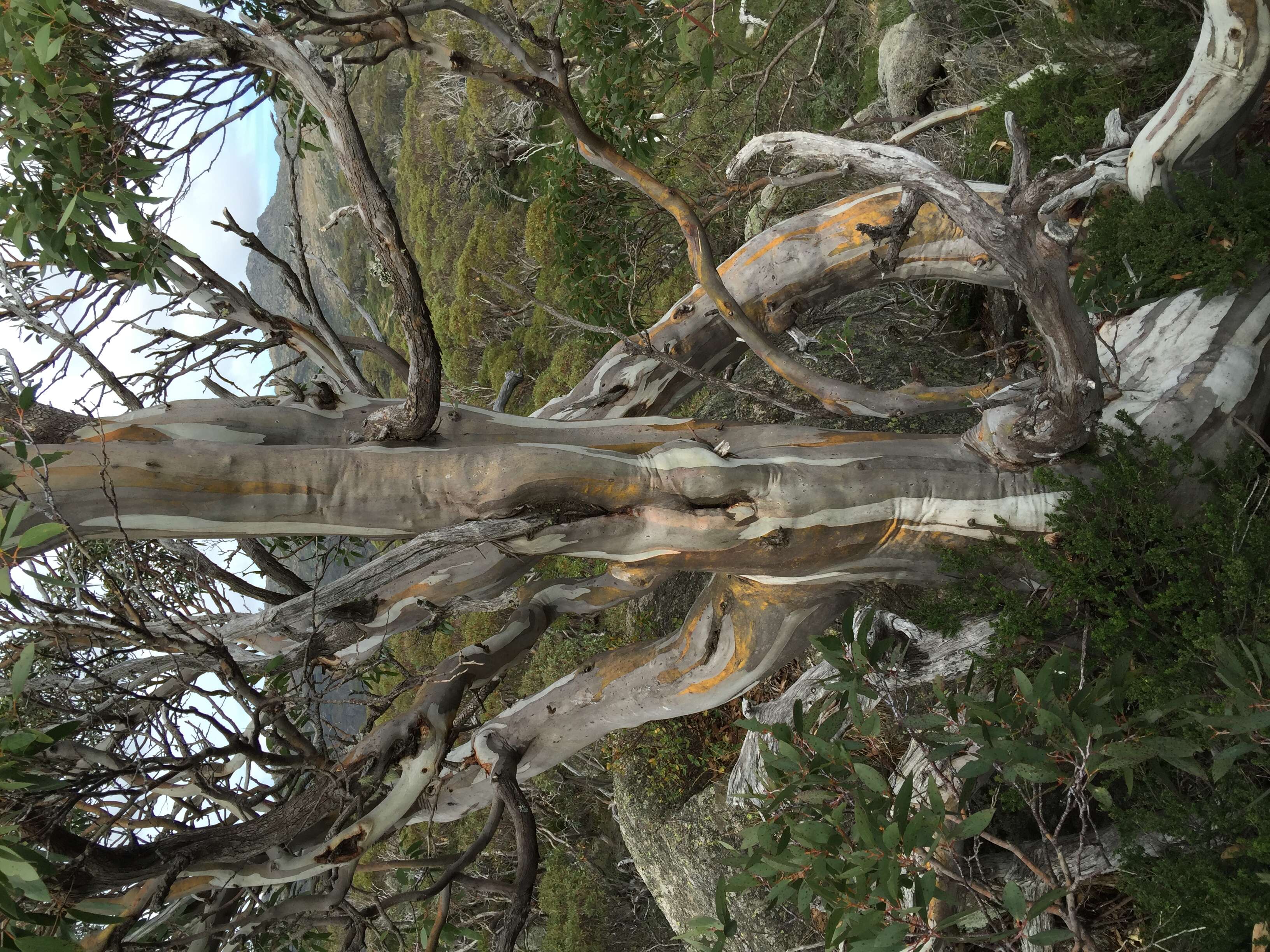 Image of snow gum