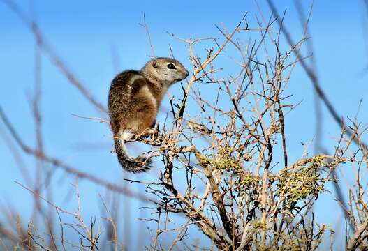 Image of white-tailed antelope squirrel