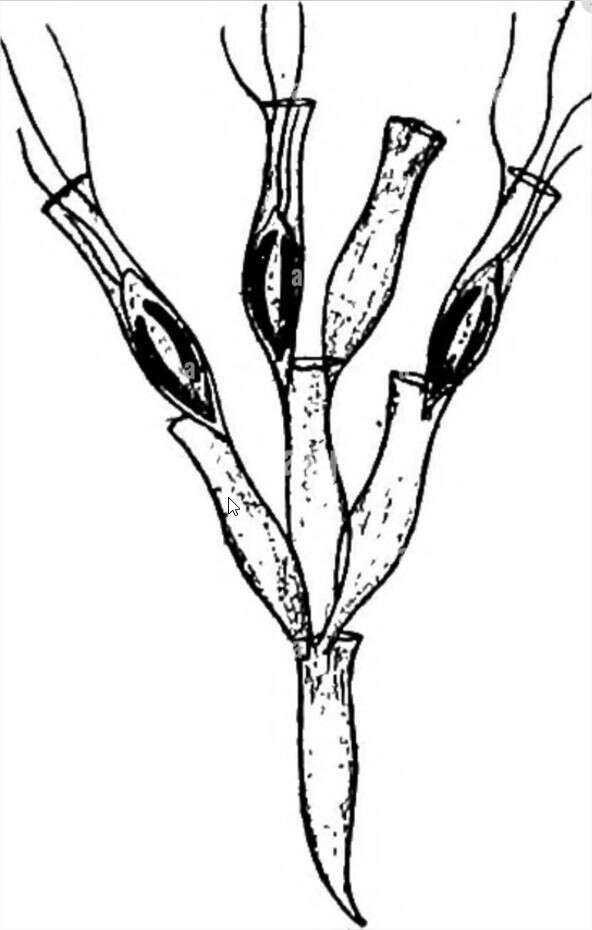 Image of Chrysophyceae