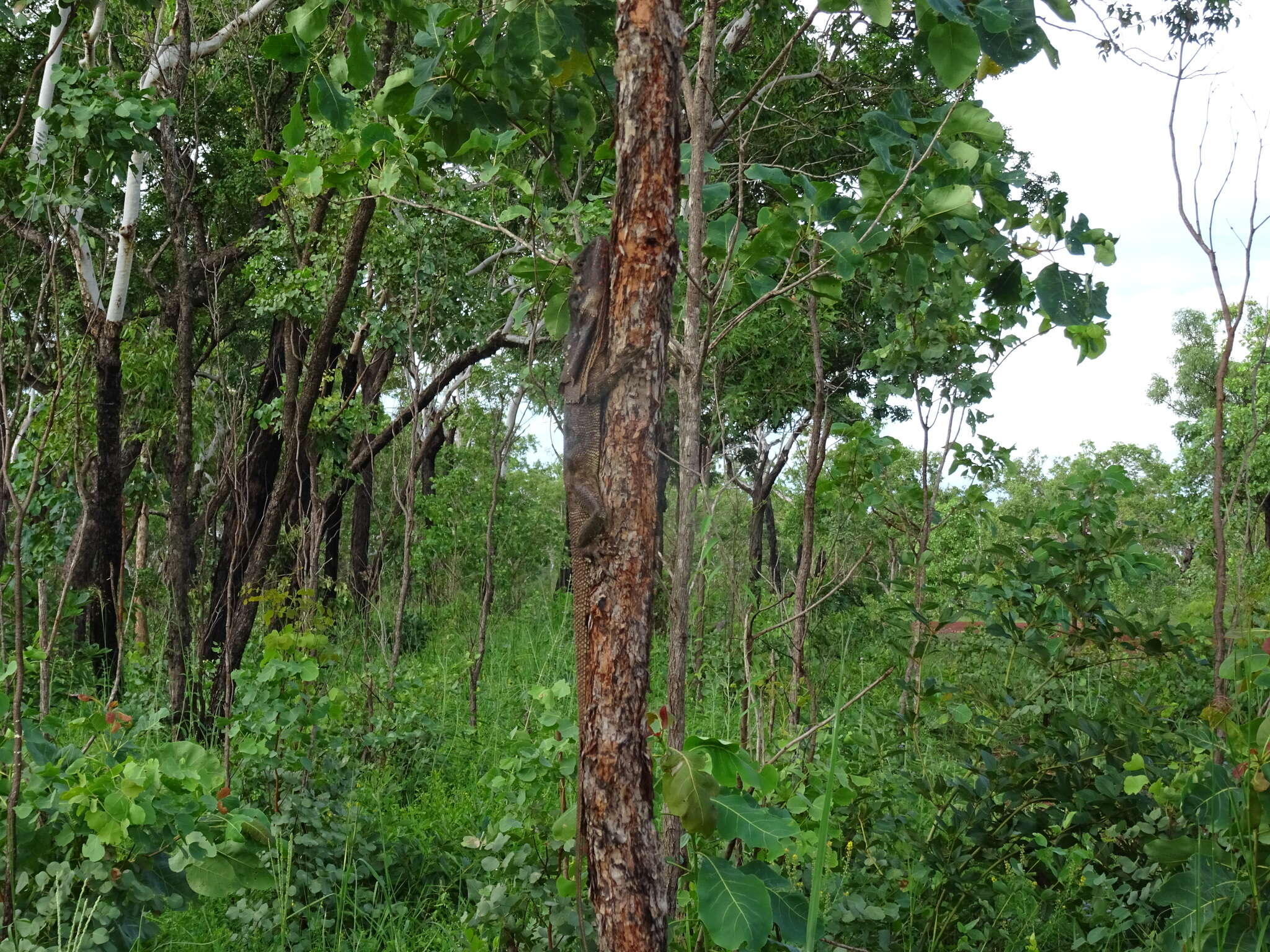 Image of Frilled Lizard