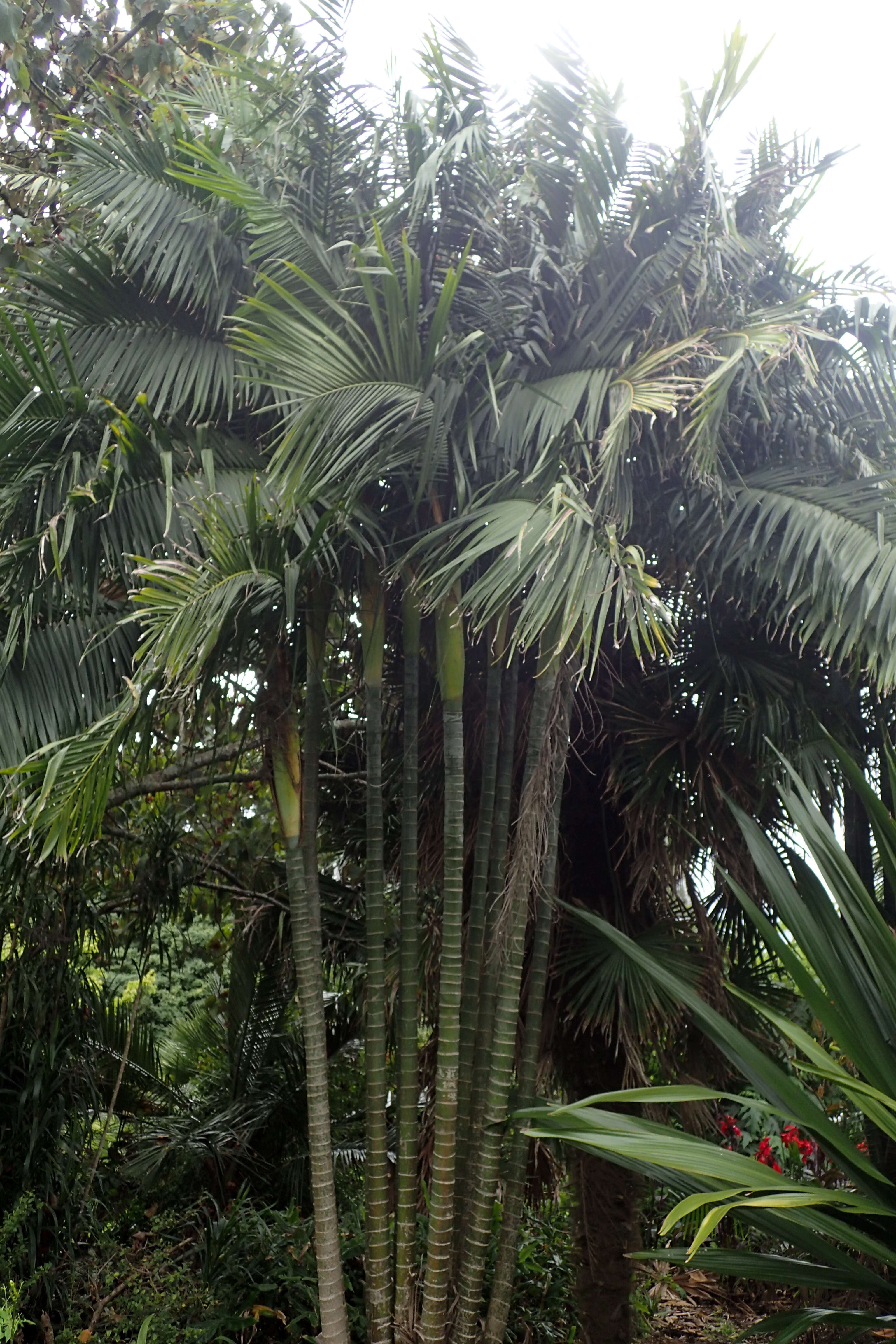 Image of Dypsis baronii (Becc.) Beentje & J. Dransf.