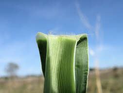 Image de Panicum coloratum L.