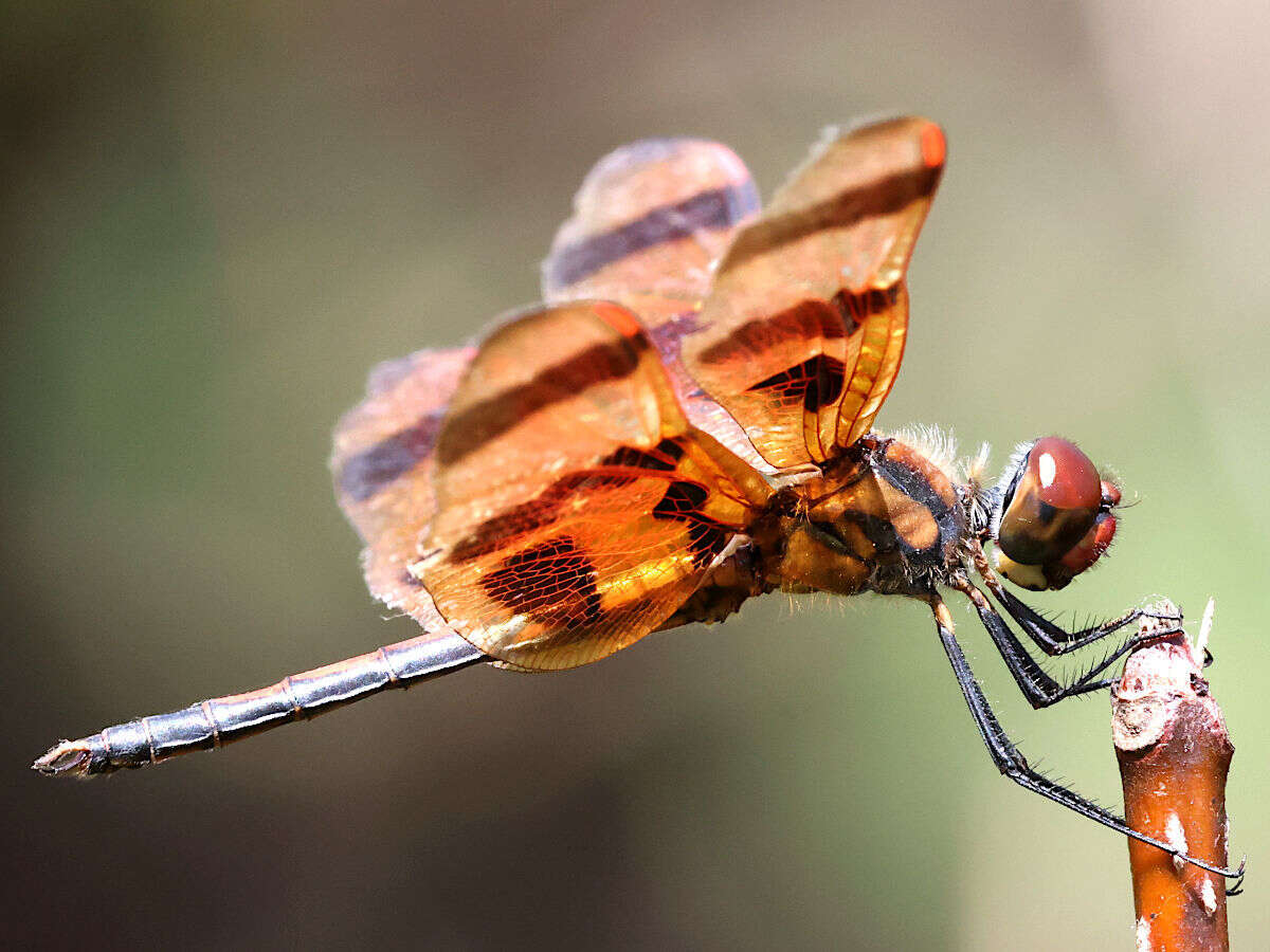 Celithemis eponina (Drury 1773) resmi