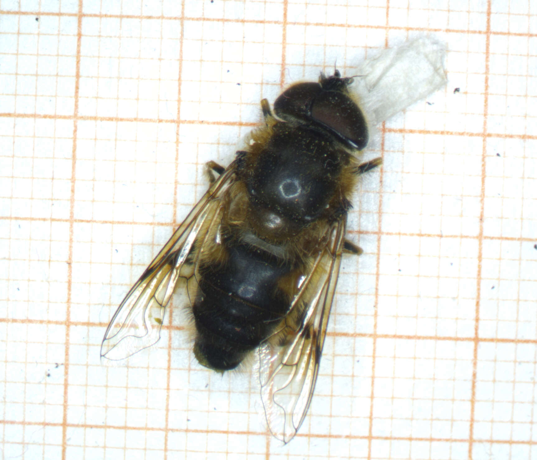 Image of Eristalis pertinax (Scopoli 1763)