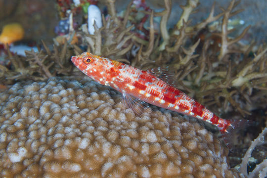 Image of Two-spot lizard fish