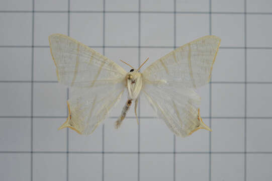 صورة Ourapteryx pallidula Inoue 1985