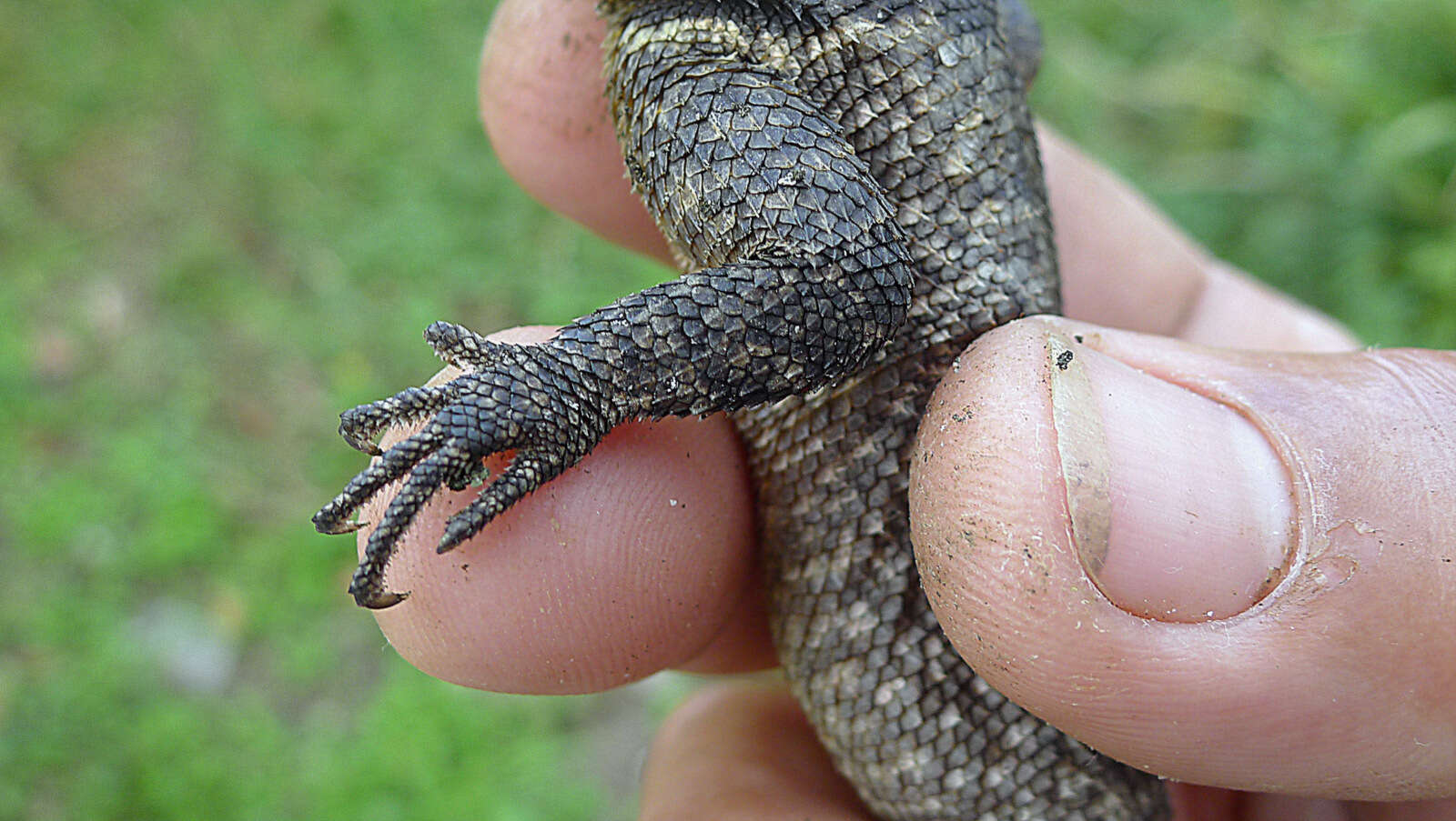 Tropidurus hispidus (Spix 1825) resmi