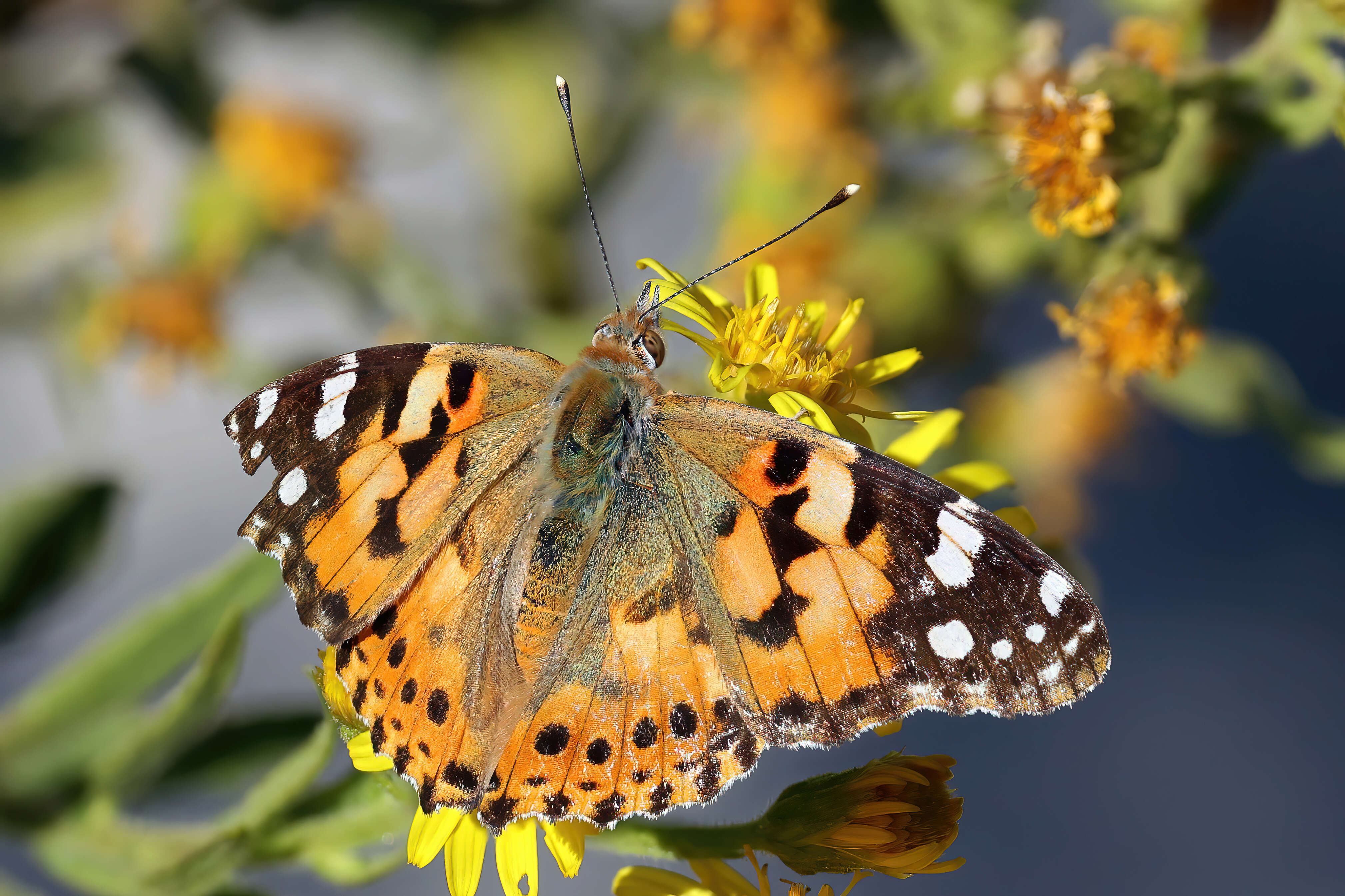 Image of Vanessa cardui