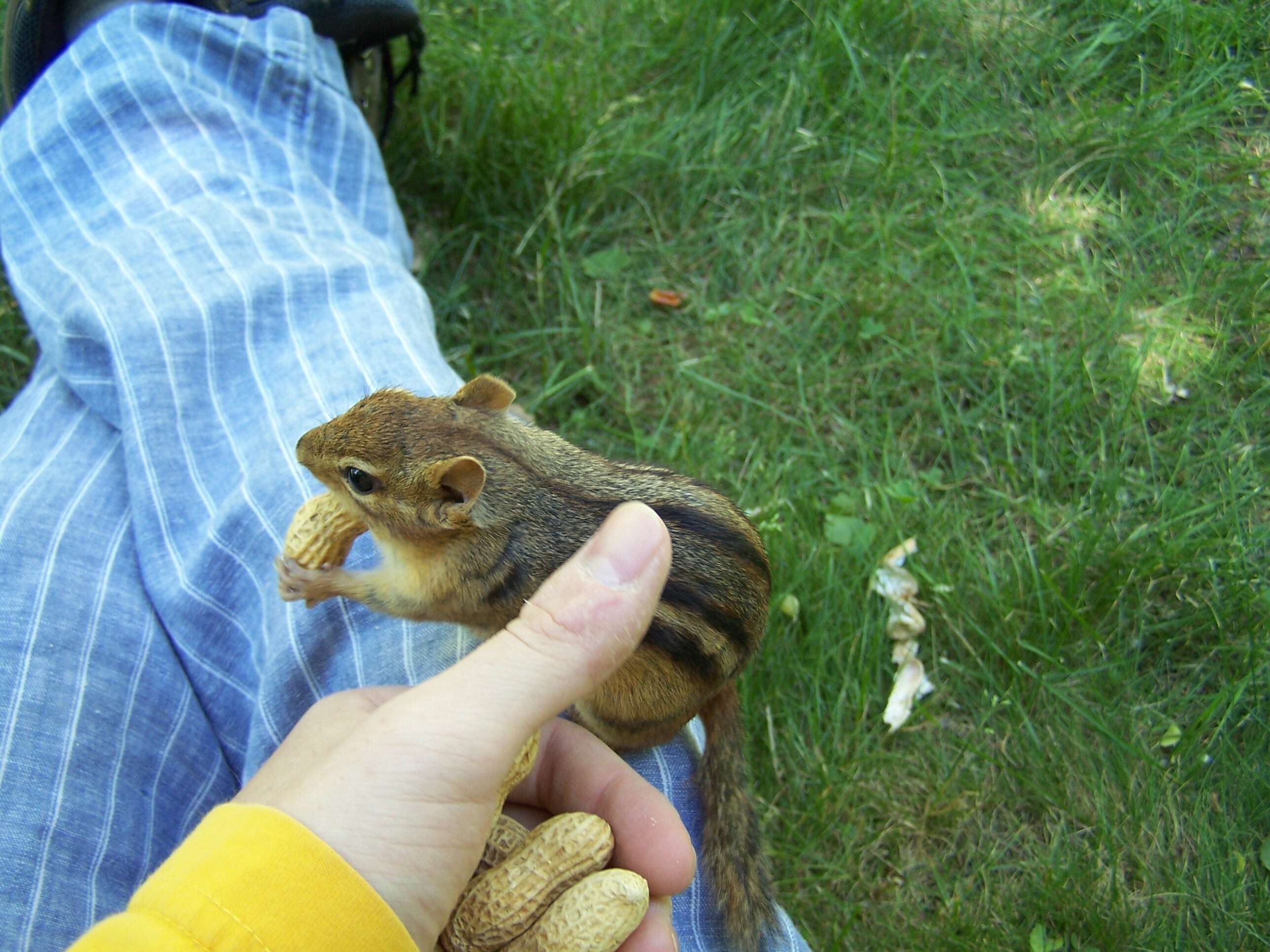 Image of Siberian Chipmunk