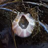 Image of Striped barnacle