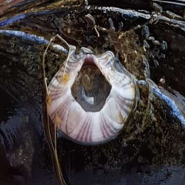 Image of Striped barnacle