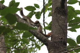 Image of Finlayson’s Squirrel