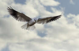 Image of Black-shouldered Kite