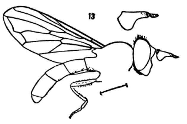 Image of Pelecocera