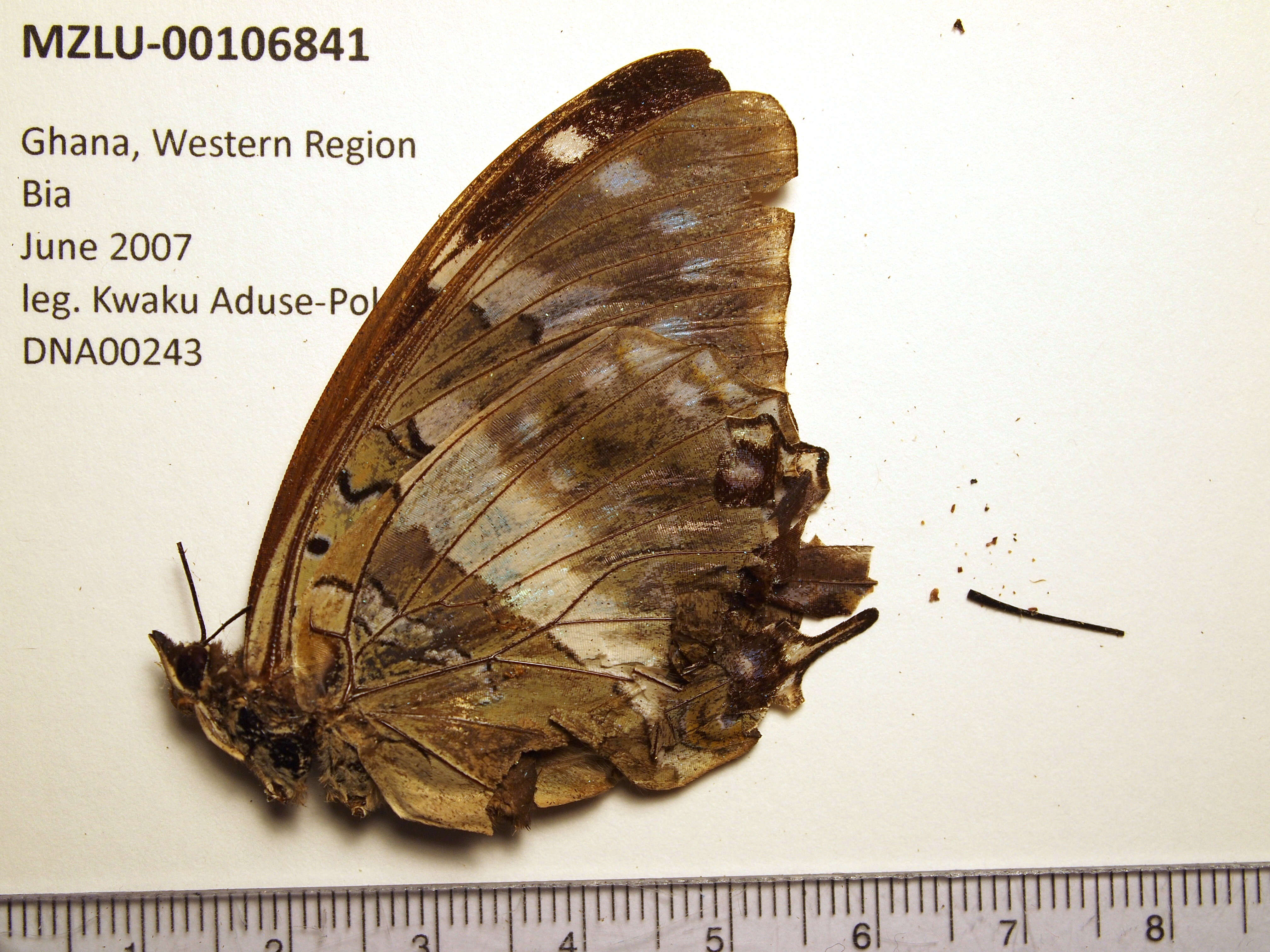 Charaxes ameliae Doumet 1861 resmi