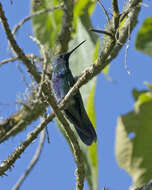 Colibri coruscans (Gould 1846) resmi