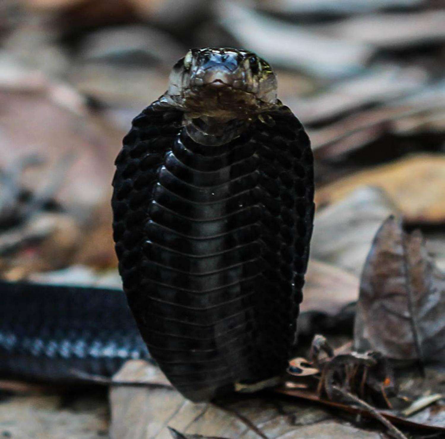 Image of Golden Spitting Cobra