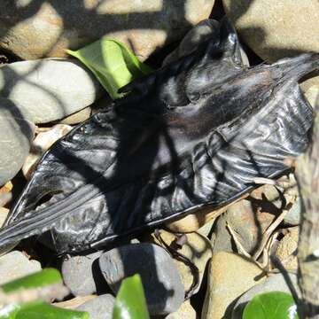 Image of Elephant Fish